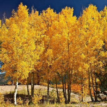 Quaking aspen live stakes: golden-yellow leaves, white bark, blue sky