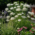 Queen Anne's Lace