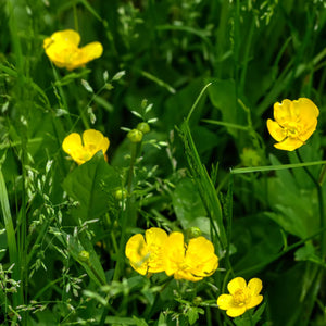 Bright yellow buttercup flowers blooming on Ranunculus Repens plant