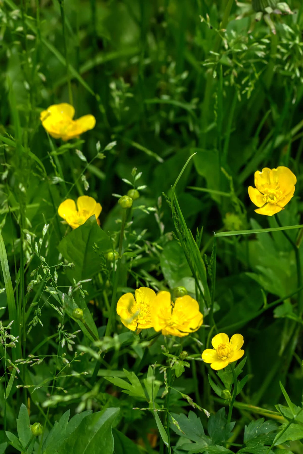 Bright yellow buttercup flowers, deer resistant, in lush green grass