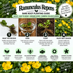 An infographic titled 'Ranunculus Repens Bare Root Planting Guide' with four numbered steps: what you receive, soak, plant, and enjoy next season. The graphic includes photos of yellow flowers, green foliage, a glass bowl with roots, and icons highlighting benefits like easy to grow, native plant, pollinator friendly, and spreading ground cover.