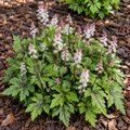 A live garden plant with textured green leaves showing burgundy veins and tall spikes of small white flowers with pink tips, growing in a mulch bed.