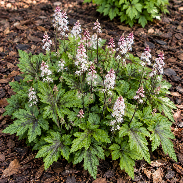A live garden plant with textured green leaves showing burgundy veins and tall spikes of small white flowers with pink tips, growing in a mulch bed.