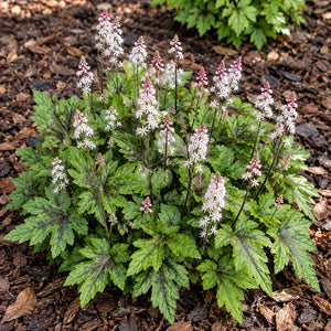 A live garden plant with textured green leaves showing burgundy veins and tall spikes of small white flowers with pink tips, growing in a mulch bed.