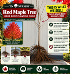 Red Maple Tree planting guide