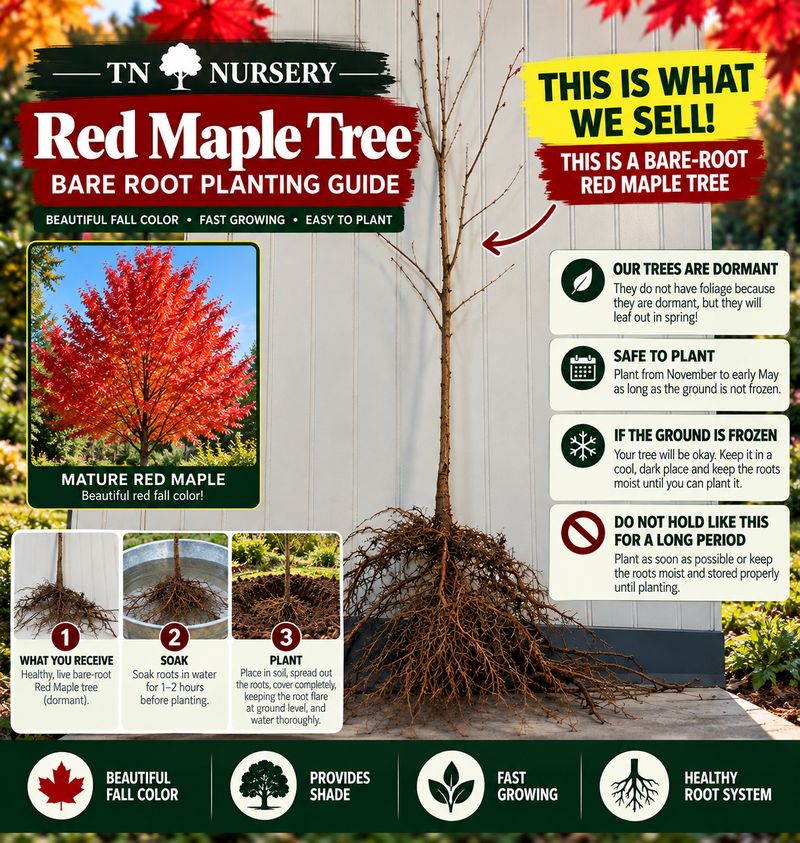 Red Maple Tree planting guide