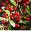 Vibrant red chokeberry cluster on branch with glossy green leaves