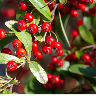 Vibrant red chokeberry cluster on branch with glossy green leaves