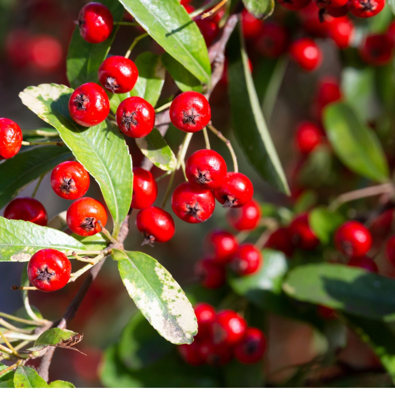Vibrant red chokeberry cluster on branch with glossy green leaves