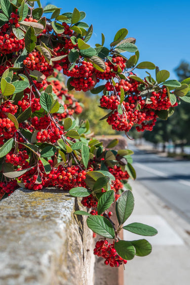 Red chokeberry bush with vibrant berries on green leaves against stone wall