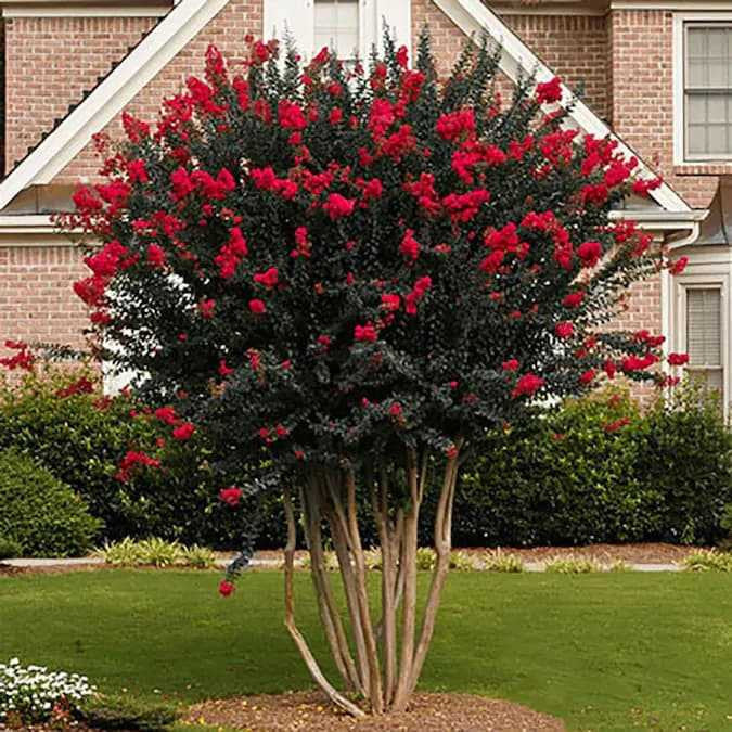 Red Crepe Myrtle bush with vibrant red flowers and dark green foliage by brick house