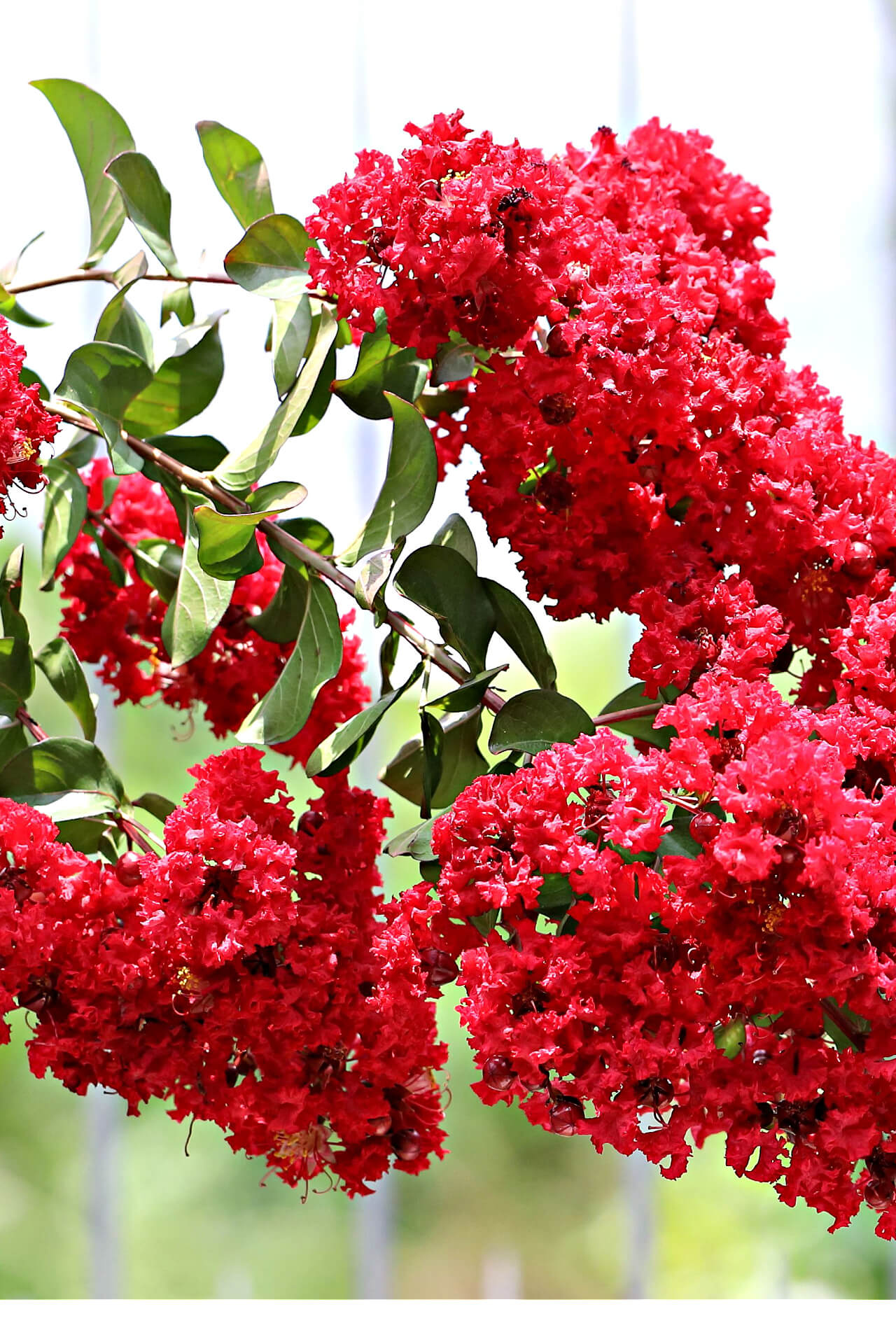 Vibrant red crepe myrtle blossoms clustering on green branches