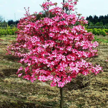 Vibrant pink flowering Red Dogwood Tree with dense rounded blooms