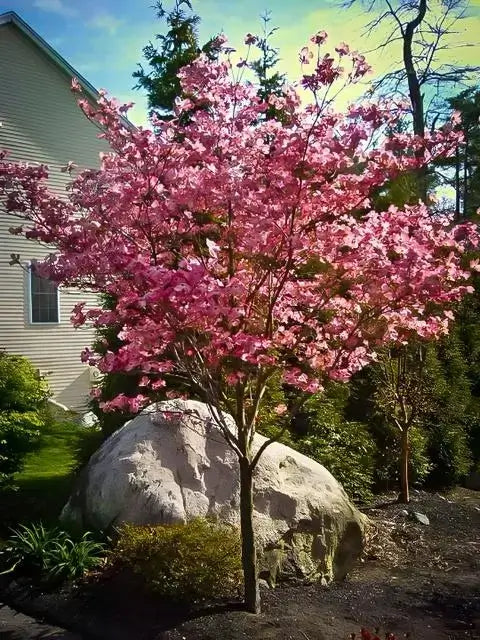 Red dogwood tree with vibrant pink blossoms in garden