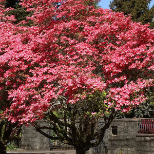 Vibrant pink Red Dogwood Tree with dense blossoming branches in garden