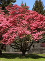 Vibrant pink Red Dogwood Tree with dense blossoming branches in garden