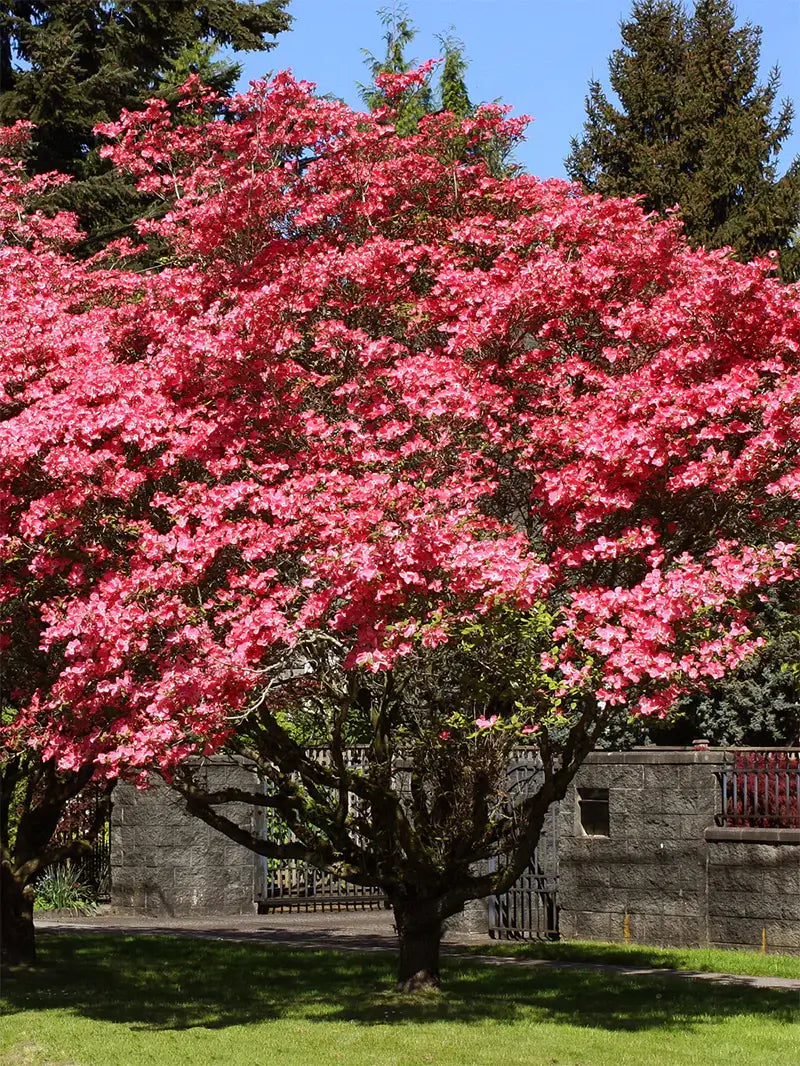 Vibrant pink Red Dogwood Tree with dense blossoming branches in garden