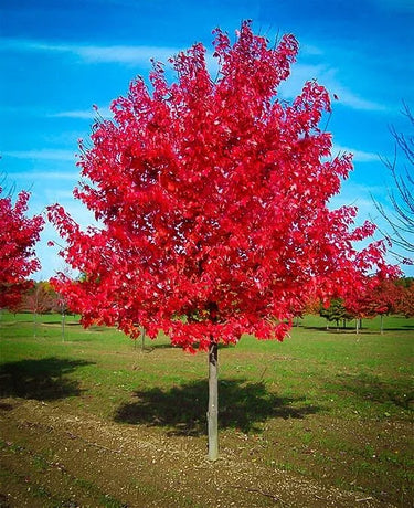 Vibrant red maple tree with fiery foliage against blue sky