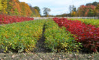 Red maple tree seedlings in rows of vibrant red and green foliage by white fence