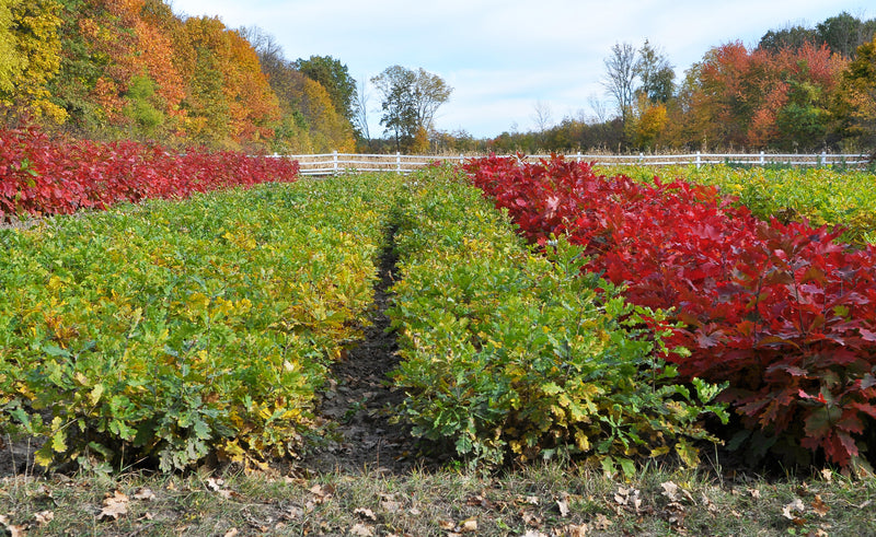Red maple tree seedlings in rows of vibrant red and green foliage by white fence
