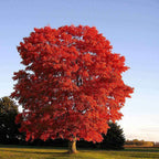 Vibrant red maple tree with fiery foliage against blue sky for seedlings