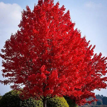 Vibrant red maple tree with dense fiery foliage against blue sky