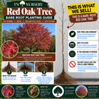 Red Oak Bare-Root Planting Guide
