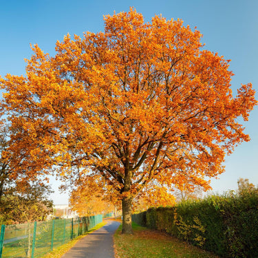 Majestic Red Oak tree with vibrant orange autumn leaves over path