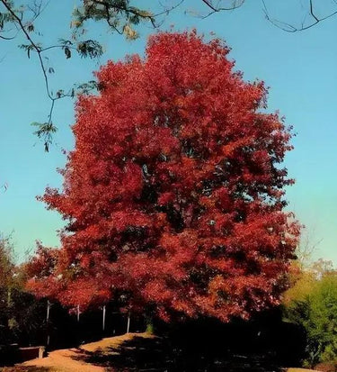 Vibrant red maple tree with fiery foliage against blue sky for Red Oak Trees