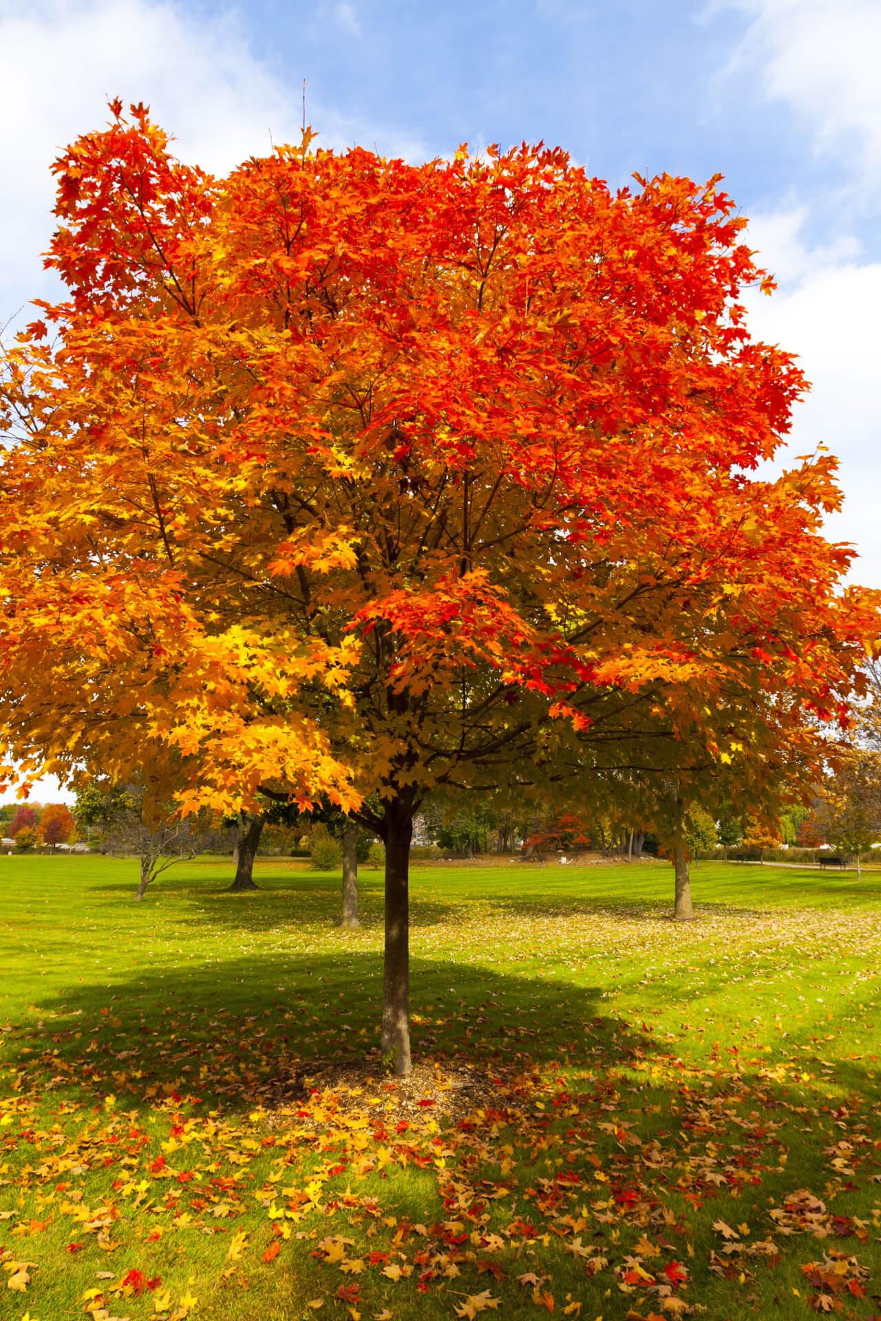 Vibrant red oak tree with fiery orange and golden leaves in sunlit park