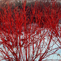 Red Osier Dogwood Shrub: vibrant crimson-red winter bush in snowy landscape