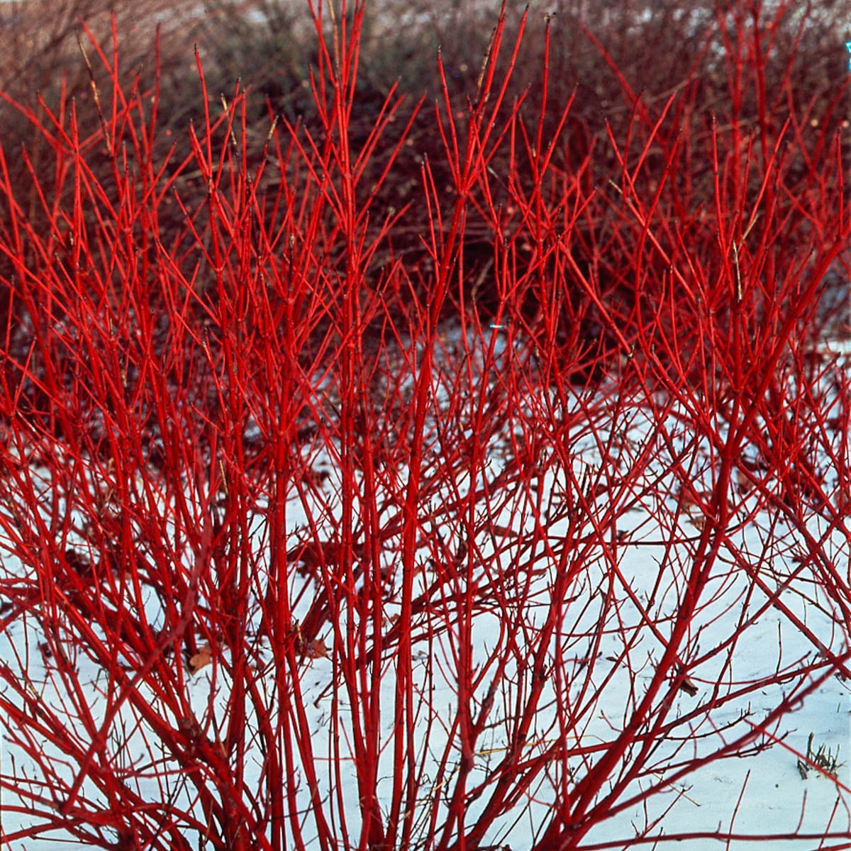 Red Osier Dogwood Shrub: vibrant crimson-red winter bush in snowy landscape