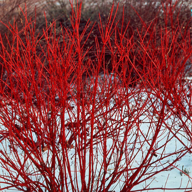 Red Osier Dogwood Shrub: vibrant crimson-red winter bush in snowy landscape
