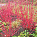 Vibrant Red Osier Dogwood shrub with red flowers, slender stems, green foliage