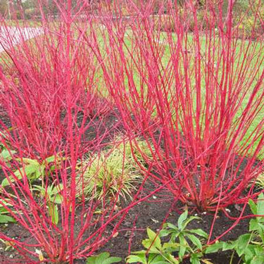 Vibrant Red Osier Dogwood shrub with red flowers, slender stems, green foliage
