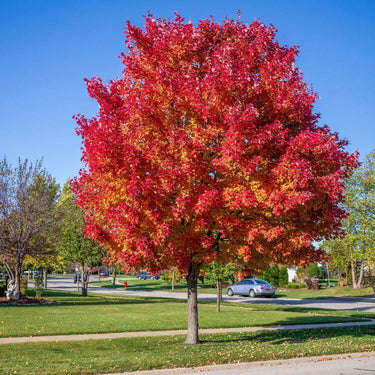 Red Sunset Maple Tree with vibrant red and orange foliage against blue sky
