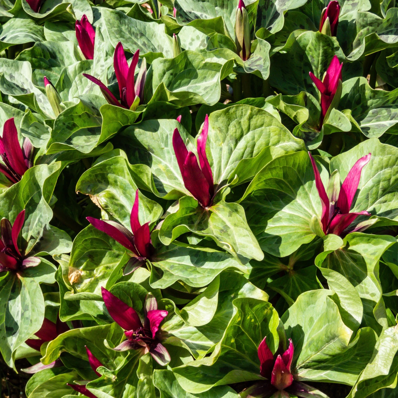 Vibrant magenta Red Trillium flowers with glossy green leaves