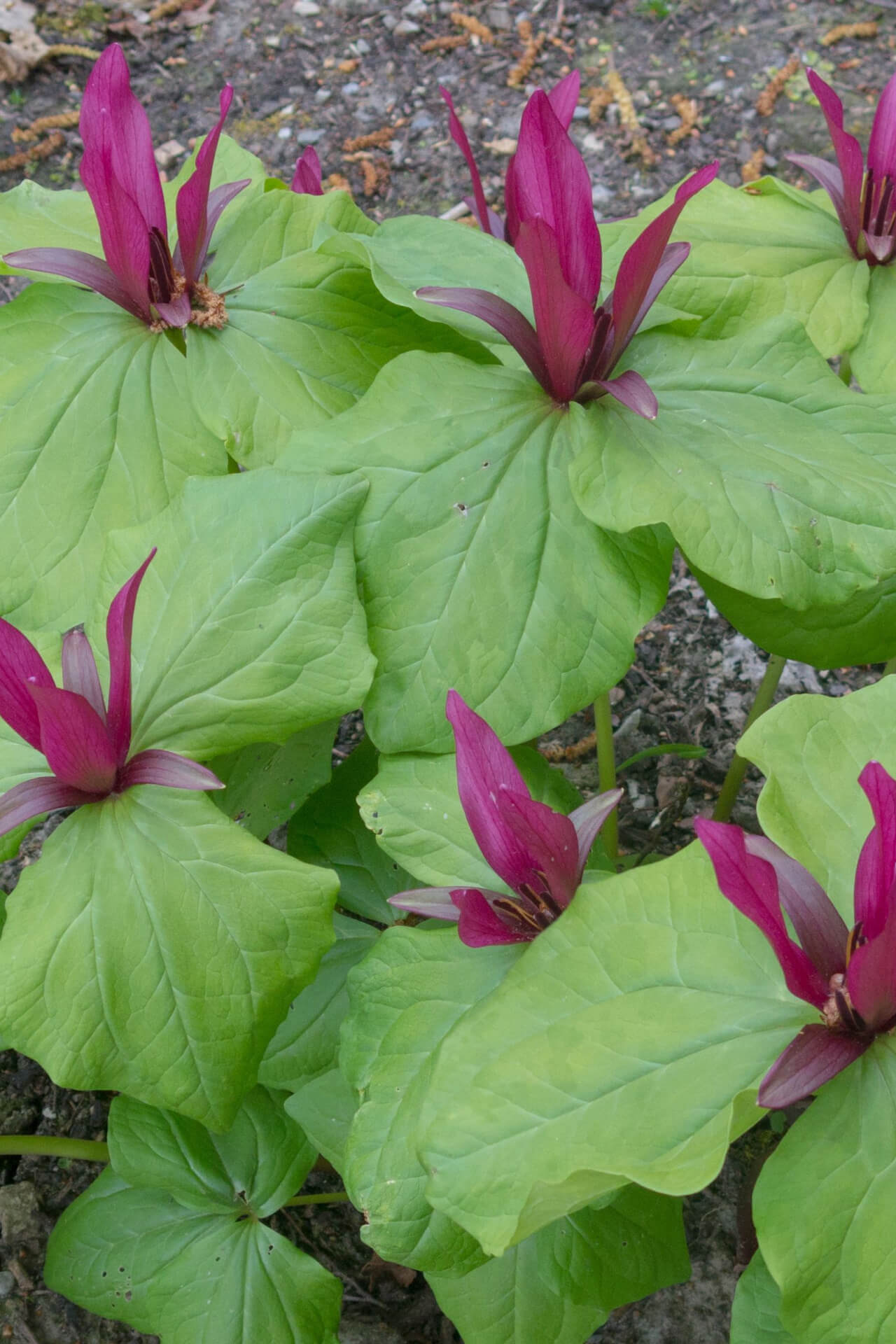Vibrant magenta Red Trillium flowers with glossy green leaves
