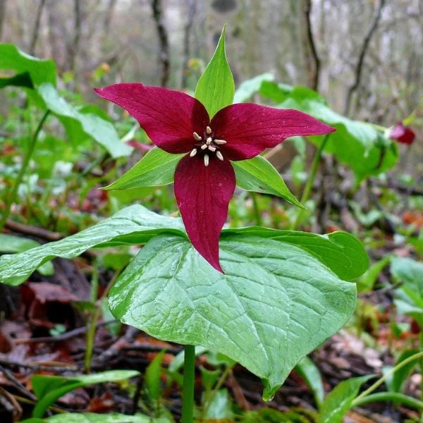 Red Trillium flower with deep red pointed petals, white stamens, green leaves