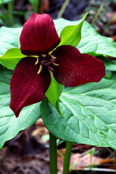 Red Trillium flower with 3 burgundy petals, yellow stamens, green leaves