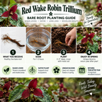 An informational graphic titled 'Red Wake Robin Trillium Bare Root Planting Guide' with four numbered steps showing bare root roots, soaking in water, planting in soil, and blooming flowers. The bottom and top feature large close-up photos of deep red trillium flowers with green leaves on a blurred natural background.