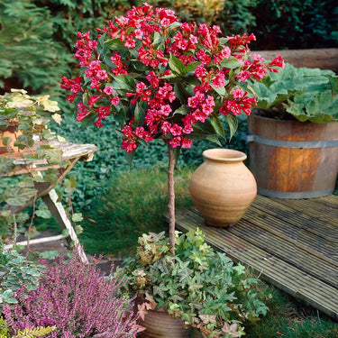 Red Weigela Shrub: vibrant pink flowering tree in terracotta pot