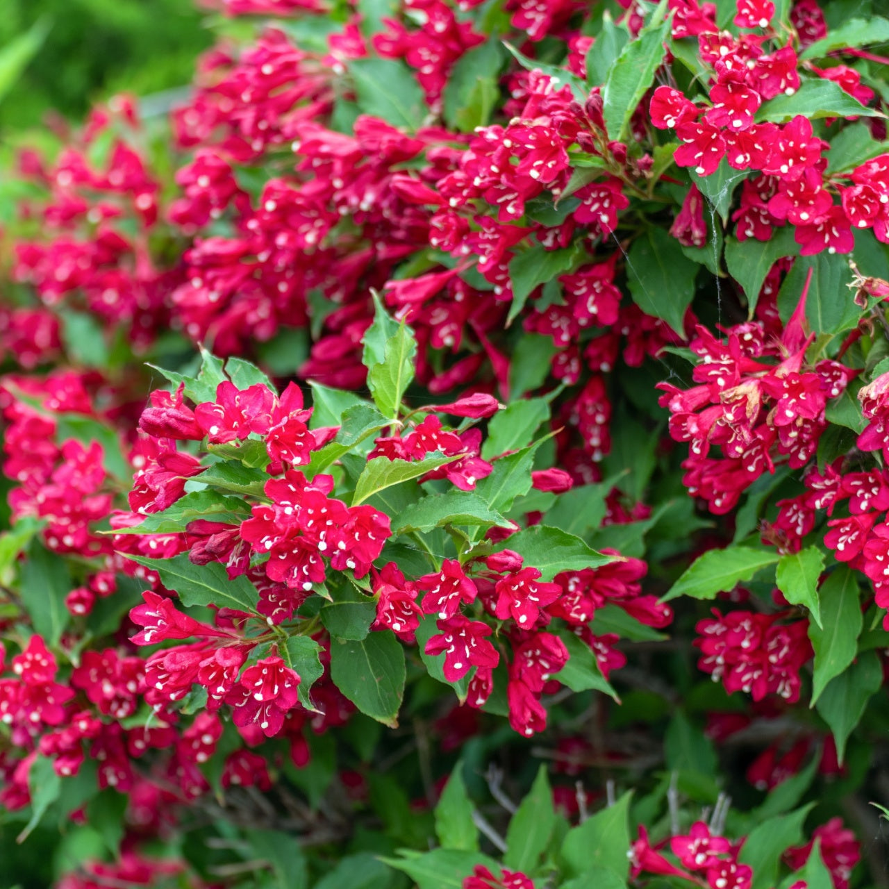 Vibrant crimson Red Weigela Shrub flowers with white speckles on green leaves