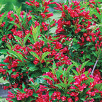 Red Weigela Shrub with vibrant red trumpet flowers and glossy green leaves