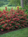 Red Weigelia - TN Nursery