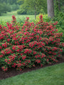 Red Weigelia - TN Nursery