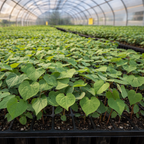 Rows of vibrant green heart-shaped Redbud Seedlings in black trays in greenhouse