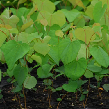 Redbud seedlings: heart-shaped glossy green leaves in black pots
