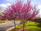 Vibrant pink Redbud tree with dense blossoms in sunny suburban yard