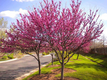 Vibrant pink Redbud tree with dense blossoms in sunny suburban yard